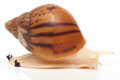 Achatina achatina achatina Nigeria F1 typ 2 albino body juvenil